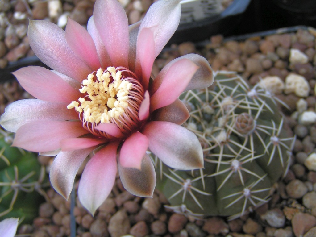 Gymnocalycium heidiae GN 93-714_303